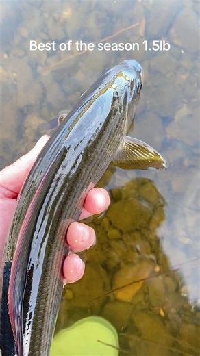 Protecting Grayling from Cormorant Predation