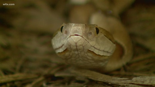 It's copperhead mating season and what that means for you