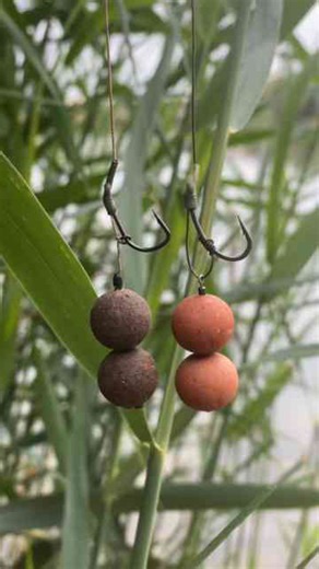 Best carp fishing rigs in action today