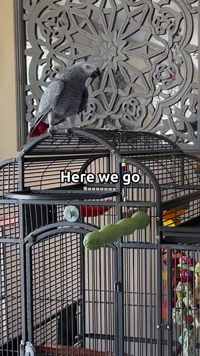 Gizmo is taking the saying “bird brain” 🧠 to a whole new level! #gizmothegreybird #gizmosjourney #funnyparrot #talkingparrot #gizmo | Gizmo the Grey Bird