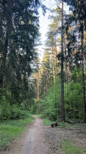 Enchanting Forest Path | Summer Woodland Walk