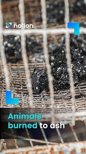 Animals burned to ash . Over 1,000 animals kept in Chatuchak Market’s pet zone were reportedly killed after a fire broke out before dawn on Tuesday. . Officials took about an hour to extinguish the flames at Sri Somrat Market, and an investigation is underway if the catastrophe took place due to a short circuit. . The price for the animal lives lost is estimated to be over 10 million baht, including dogs, cats, rabbits, snakes, birds, fish and chickens, with a significant proportion imported fro