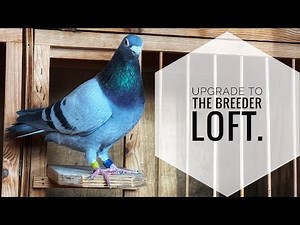 Breeder loft upgraded! Do the birds like it?