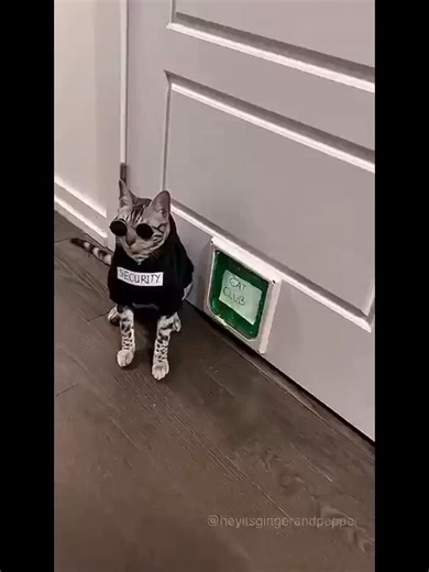 POV: the cat decides who gets in 🕶️🐱#catclub #vipcat #coolcat #gangstacat #fyp #shorts