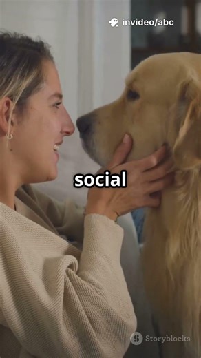 Your Dog Watches You MORE Than Your Phone!