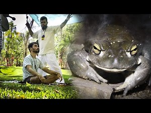 To the Ashes and Back! Bufo Alvarious, 5-MeO-DMT Live Ceremony