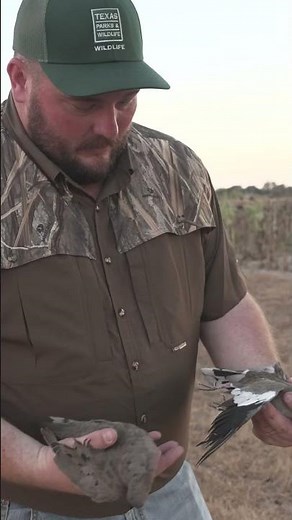 Mourning Doves vs White-Winged Doves #dunation #ducksunlimited #hunting #waterfowl #conservation