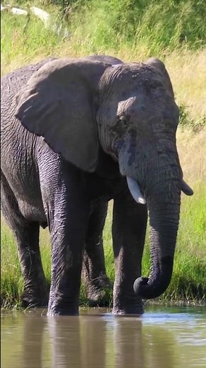 Elephant Reproduction 🐘 Animal Fact Files #facts #animals #elephant