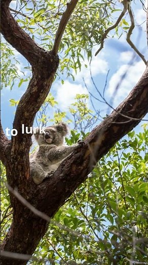 Drop Bears Exposed! The Aussie Legend