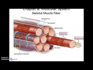 Human Anatomy & Physiology: Chapter 8 Part 1 Muscular System