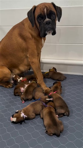 Visit >>>https://pureboxerpuppies.com Our boxer babies are growing fast and are now ready to bring happiness into someone’s life! They’re playful, gentle, and already full of personality. If you’re looking for a loyal companion with a goofy side, these pups are waiting just for you!” 🐾✨ #BoxerPuppies #BoxerLove #PuppyAdoption #AdoptDontShop #BoxerZoomies #FureverHome #DogsofFacebook #PuppyEyes #PlayfulPup #ForeverHome #RescueLove #BoxersForAdoption #FurryFriends #CutePuppyAlert | Boxer puppies 