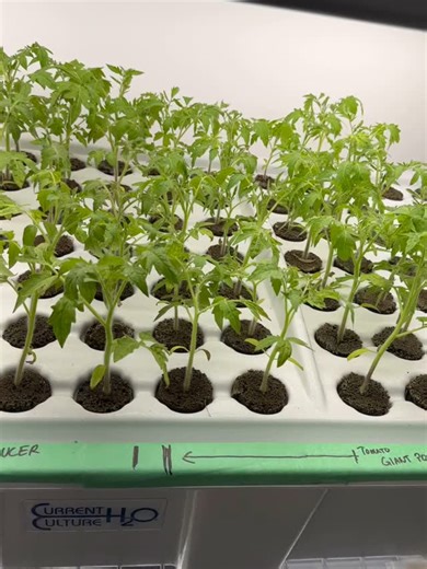 High Pressure Aeroponics propagates healthy seedlings of consistent...