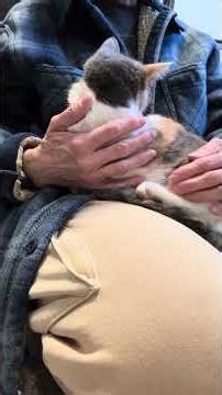 Scaredy kitten Pauline Season 1 Episode 2