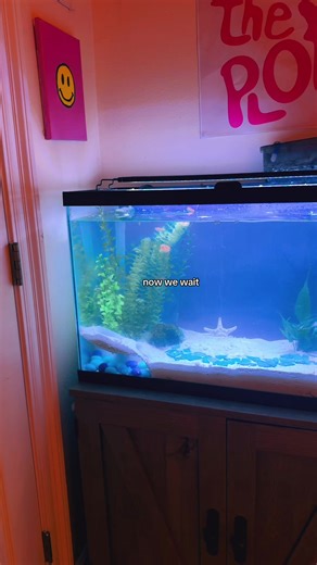 Setting Up an Aquarium: A Step-by-Step Guide