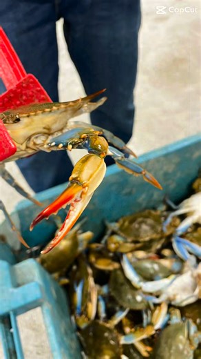 3.6K views · 77 reactions | 寧 呂Fresh Carolina Oysters & Blue Crabs...