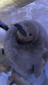 Introducing Atticus, the adorable and fluffy 6-month-old king penguin chick! 🐧 He hatched last year on Aug. 19 and is currently behind the scenes at the Polk Penguin Conservation Center. Though Atticus isn’t visible on habitat just yet (he’s still growing and getting ready for the spotlight!), we’re excited to share his journey with all of you! A fun fact: Atticus outweighs both of his parents at a whopping 35.42 lbs! We can’t wait for you to meet him when he’s ready! | Detroit Zoo