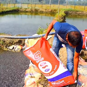 39K views · 310 reactions | Fish Farming Business in India #Survivalchanel #Farming #India | Survival Channel | Facebook