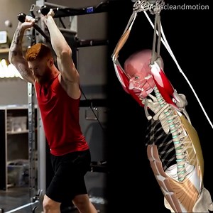 OVERHEAD TRICEPS EXTENSION Let’s... - Muscle and Motion