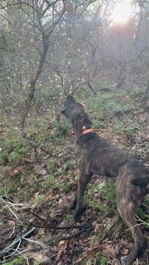 SPRING BEAR HUNTING! #hounds #dogs #spring #bear #beardogs #dogtraining #bearhunt #huntingmay