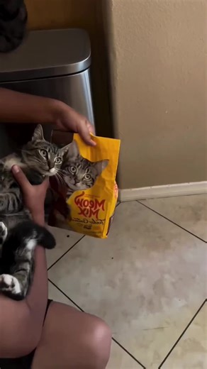 Satisfying Video Compilation: Perfect Fit Moments