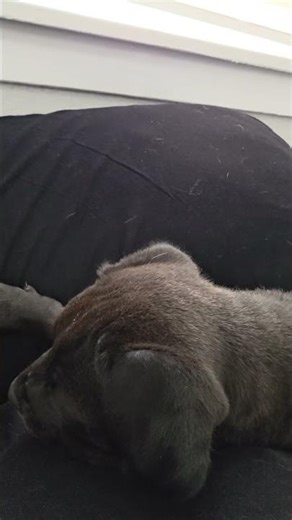 Front view camera Suki sees herself! #puppy #doglife