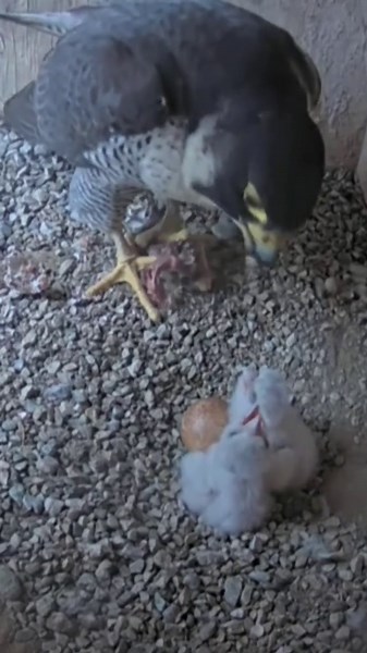 Polluelos de halcón peregrino nacen en la Sagrada Familia