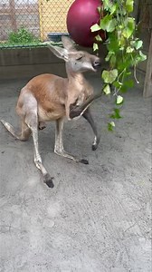 11K views · 315 reactions | Marlu, an adult male red kangaroo, loves to forage and browse on grape vine  | North Florida Wildlife Center | Facebook