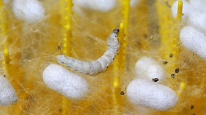 43K views · 48 reactions | Why silk is so expensive. | Insider News | Facebook