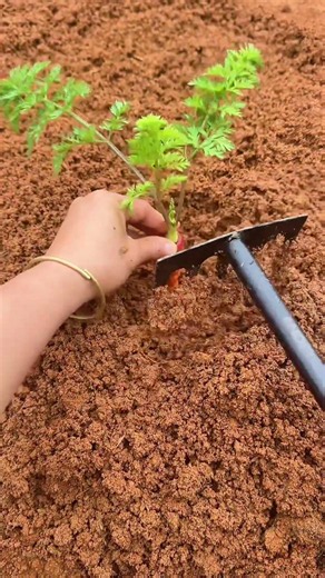 🌱🔧 Manual Carrot Seedling Replanting Using a Hand Rake #shorts
