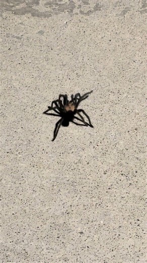 Tarantula Right Outside of Red Rock Canyon NCA