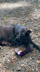 Maraming salamat po sa mga suggestions nyo, mas malinis na po ang kainan nila 🙏❤️🐕 #brewbroomcafe #smallbusinessbigdreams #SupportSmallBusiness | Brew Broom Café