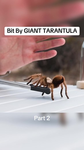Bit by 2 different types of GIANT TARANTULAS! #cyotepeterson #bravewilderness #wildlife #tarantula