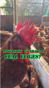 Parametros que te ayudan a generar ganacias en la avicultura con huevo comercial. Negocio altamente rentable #granjaloschorros #gallinacomercial #huevorojo #negociopropio #negiciosdesdecasa #amorporelcampo | Granja los chorros