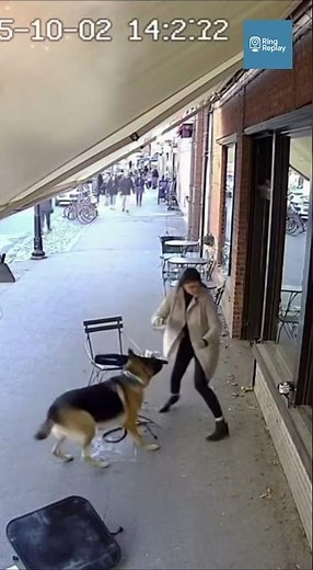 German Shepherd Saves Owner Seconds Before a Café Awning Collapses in Flames
