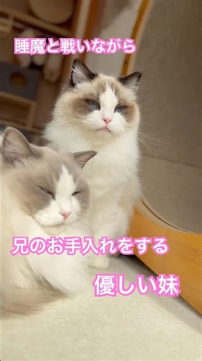 睡魔と戦いながら、いっぺいのお手入れをする優しい妹ミヨンちゃん💓#ラグドール #猫のいる暮らし #猫好きさんと繋がりたい #ねこ動画