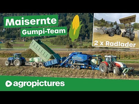 Gumpi Team in the 2021 corn harvest | Baling corn with Göweil Vario Master and Steyr tractors