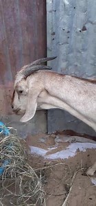 15 reactions · 6 comments | Animal spp: goat Its pregnant Symptoms Pneumonia: Cough Difficult breath Nasal discharge Bloating | Veterinary-somalia | Facebook