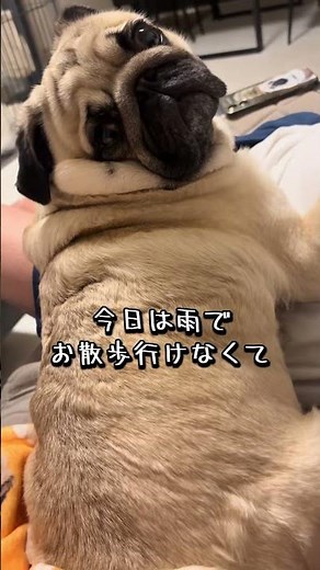 振り返ったときの頬肉が1番食べ頃🦭 #パグ #pug #犬 #可愛い #パグのいる生活
