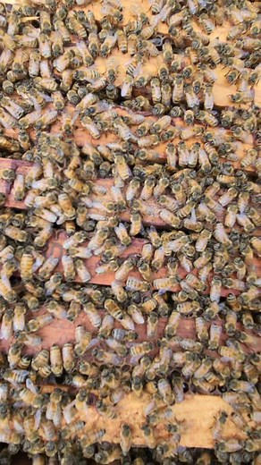 Bees | King Bee PH