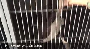 39 reactions · 382 shares | WATCH KING'S VIDEO King - ID #A486453....