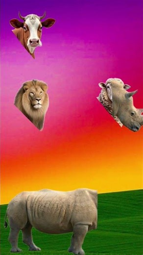 #animals #rhinoceros #animation #cartoon #viralvideo #shortvideo