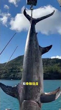 Why You Should Be Careful When Hunting Giant Swordfish