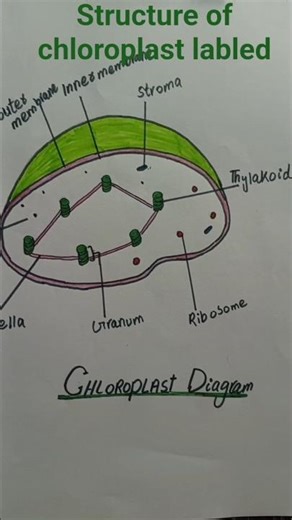 Chloroplast Structure Labeled Diagram | Class 5 to 10 Biology