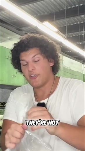 Dive into the world of tank legends! 🌟🦠 Discover the Sunshine & Red Fin Cactus Plecos, the ultimate exotic fish. Available now! Explore the collection at RobsAquatics.com #TankLegends #ExoticPlecos #AquariumVibes #FishCommunity #FishTank