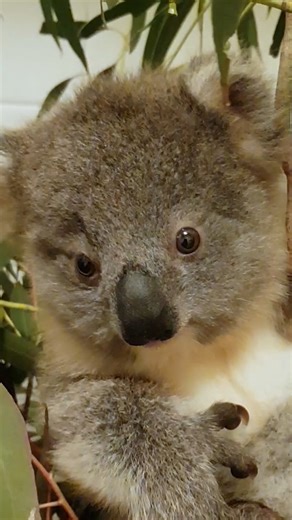 🐨 Come to the Boyanup Tavern this Saturday night to help us Save The Koalas! 🐨 Benny Mayhem and his band are going to rock Boyanup for a great cause as we push towards $50,000 raised for native wildlife. All the donations go directly to the Sanctuary via Rotary and it's free entry all night. Hear songs by Oasis, Green Day, Johnny Cash, Nirvana, Grinspoon, Crowded House and tons more from 8:30pm. See you there! 🤘🤘 the video shows you what it's all about and how many animals have been saved ..