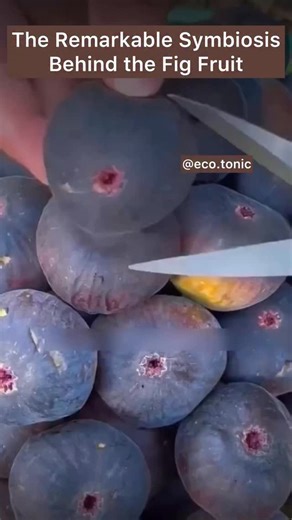 eco.tonic | Wellness & Vitality | The Secret Life of Figs 🌿 Figs aren’t just fruit — they’re a closed inflorescence, with tiny flowers blooming inside. Their growth is... | Instagram