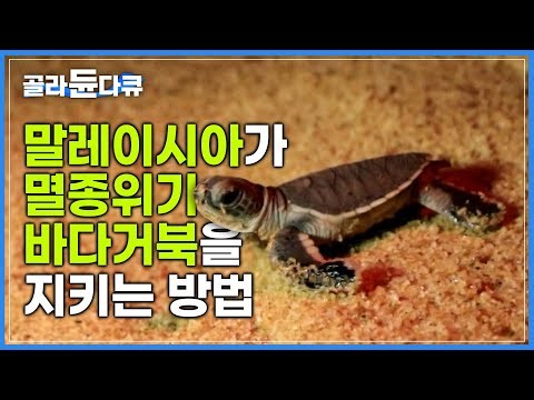 '거북이 천국' 말레이시아의 바다거북🐢을 지키기 위한 노력|인공부화 후 바다로 돌려보내지는 새끼 거북|거북이 보호소|말레이시아 트렝가누|세계테마기행|#골라듄다큐