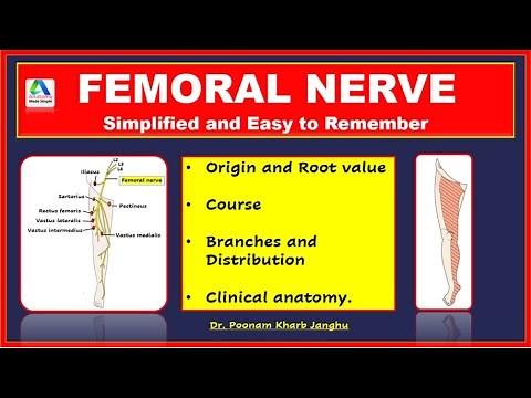 Femoral nerve | Femoral nerve anatomy | Femoral nerve - course, branches, distibution |