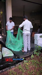 Adding a few more koi to our client's pond in Poes garden, Chennai . . . to buy Japanese koi fish visit www.pvrkoicentre.com . . . . . . . #pvrkoicentre #koi #nishikigoi #architecture #gardening #love #trending #nature #aquarium #breeding #imported #pet #peace #naturelovers #landscape #swimmingpool #biology #aquaponics #funny #cute #music #tamil #kohaku #japan #india #makeinindia #instagood #photooftheday #art #rotarydrumfilter | PVR Koi Centre