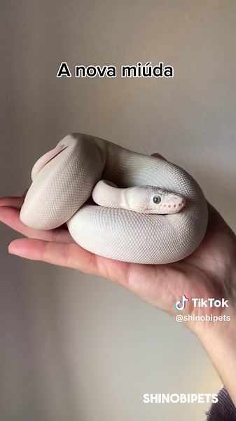 Exploring Portugal to Get Our New Ball Python | Reptile Vlog